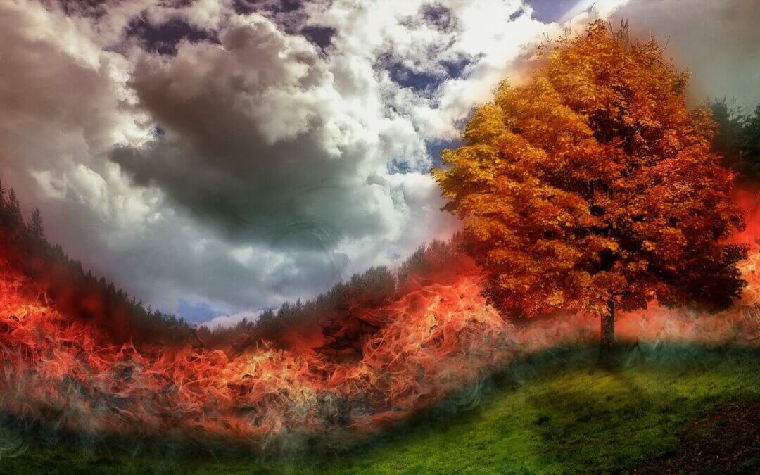 Forest fire