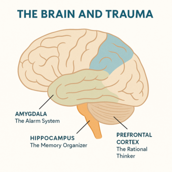 Infographic of the brain showing how trauma affects the amygdala, hippocampus, and prefrontal cortex — used to explain EMDR therapy.