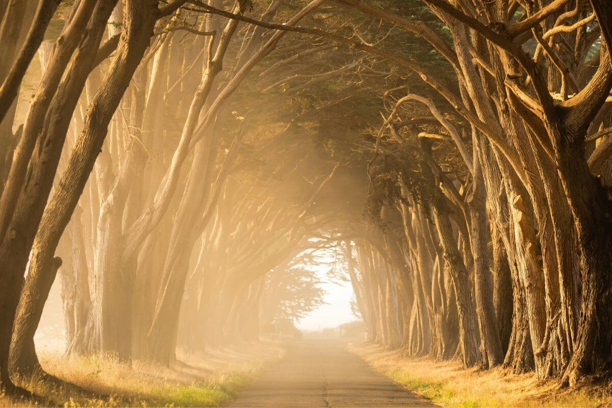 “A warm forest path glowing with golden sunlight, symbolizing clarity and calm — nature photo for a blog about burnout vs anxiety.”