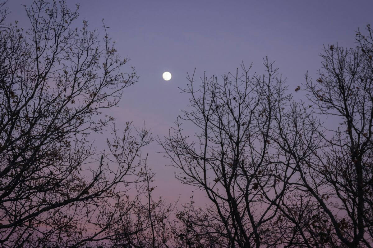 Moon glowing through bare trees at dusk representing nighttime anxiety and an overactive nervous system in women