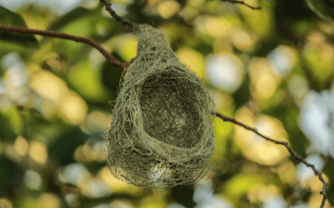 Delicate woven bird nest hanging from a tree branch, symbolizing hidden postpartum anxiety and emotional vigilance.