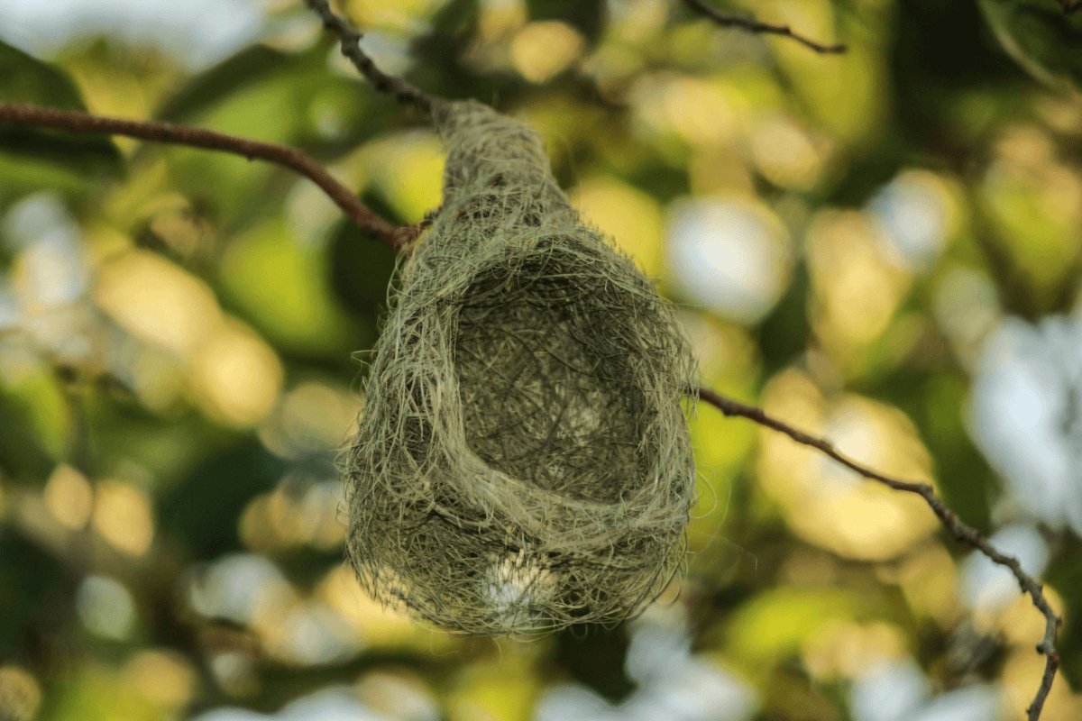 Delicate woven bird nest hanging from a tree branch, symbolizing hidden postpartum anxiety and emotional vigilance.